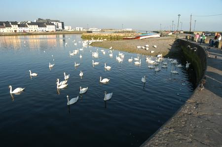 Swans in the Claddagh
