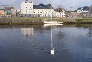 Swan swimming in Claddagh Dock