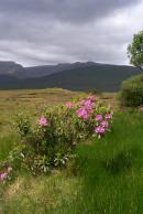 Flowers of Connemara